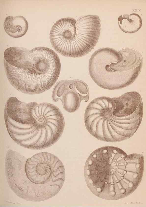 Reproducción/Reproduction 42064566920: An atlas of the fossil conchology of Great Britain and Ireland :. London :Sonnenschein,1889.. 