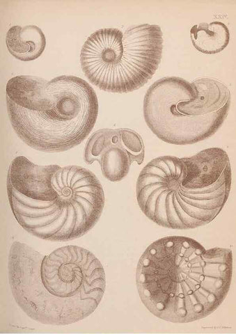 Reproducción/Reproduction 42064566920: An atlas of the fossil conchology of Great Britain and Ireland :. London :Sonnenschein,1889.. 