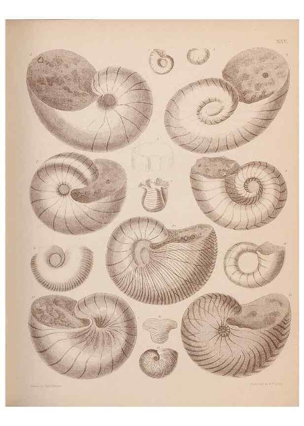 Reproducción/Reproduction 42064567900: An atlas of the fossil conchology of Great Britain and Ireland :. London :Sonnenschein,1889.. 