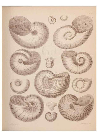 Reproducción/Reproduction 42064567900: An atlas of the fossil conchology of Great Britain and Ireland :. London :Sonnenschein,1889.. 