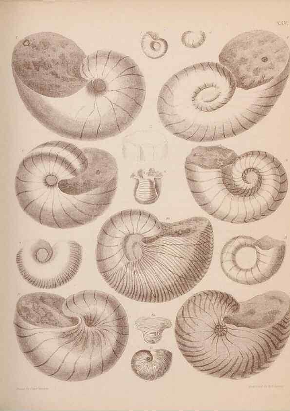 Reproducción/Reproduction 42064567900: An atlas of the fossil conchology of Great Britain and Ireland :. London :Sonnenschein,1889.. 