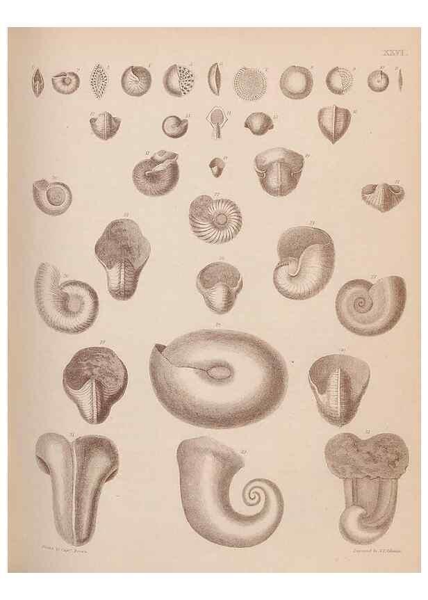 Reproducción/Reproduction 43873112271: An atlas of the fossil conchology of Great Britain and Ireland :. London :Sonnenschein,1889.. 