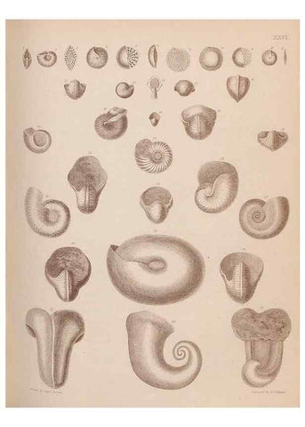 Reproducción/Reproduction 43873112271: An atlas of the fossil conchology of Great Britain and Ireland :. London :Sonnenschein,1889.. 