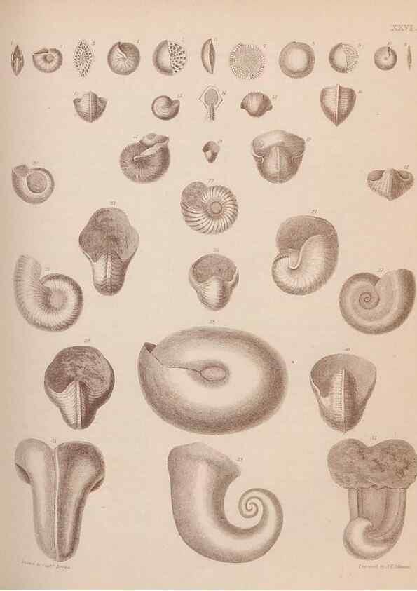 Reproducción/Reproduction 43873112271: An atlas of the fossil conchology of Great Britain and Ireland :. London :Sonnenschein,1889.. 