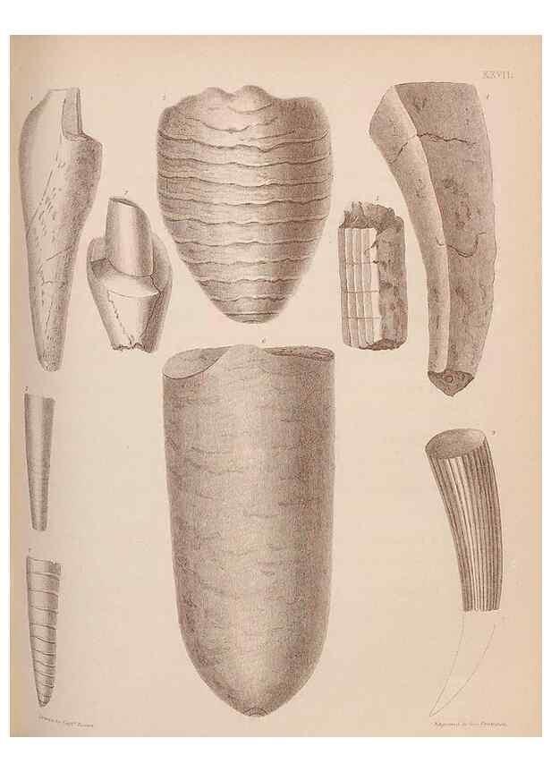 Reproducción/Reproduction 30003711528: An atlas of the fossil conchology of Great Britain and Ireland :. London :Sonnenschein,1889.. 