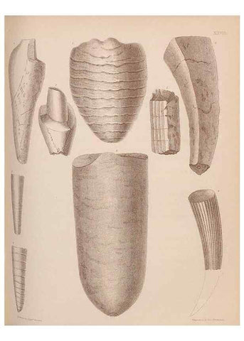 Reproducción/Reproduction 30003711528: An atlas of the fossil conchology of Great Britain and Ireland :. London :Sonnenschein,1889.. 