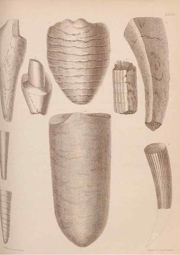 Reproducción/Reproduction 30003711528: An atlas of the fossil conchology of Great Britain and Ireland :. London :Sonnenschein,1889.. 