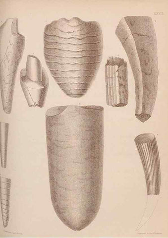 Reproducción/Reproduction 30003711528: An atlas of the fossil conchology of Great Britain and Ireland :. London :Sonnenschein,1889.. 