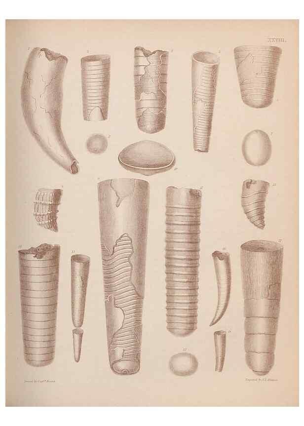Reproducción/Reproduction 42969168495: An atlas of the fossil conchology of Great Britain and Ireland :. London :Sonnenschein,1889.. 