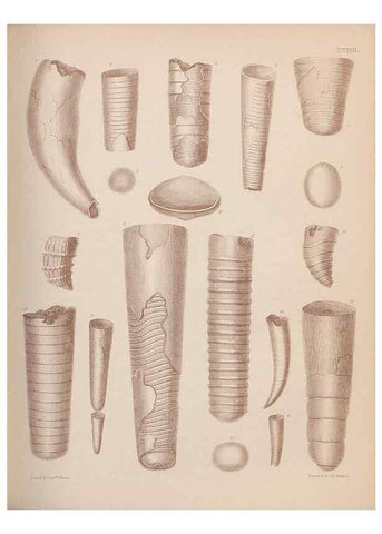 Reproducción/Reproduction 42969168495: An atlas of the fossil conchology of Great Britain and Ireland :. London :Sonnenschein,1889.. 