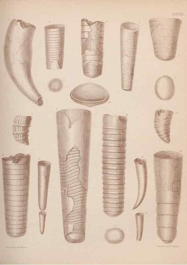 Reproducción/Reproduction 42969168495: An atlas of the fossil conchology of Great Britain and Ireland :. London :Sonnenschein,1889.. 