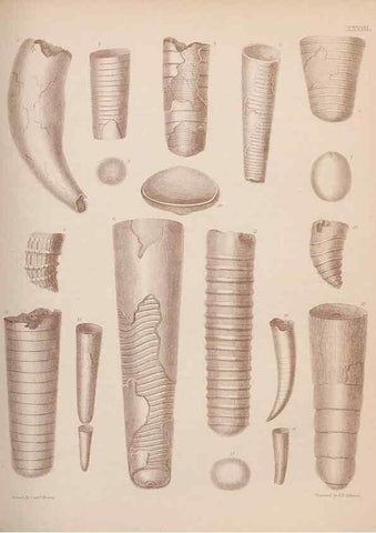 Reproducción/Reproduction 42969168495: An atlas of the fossil conchology of Great Britain and Ireland :. London :Sonnenschein,1889.. 
