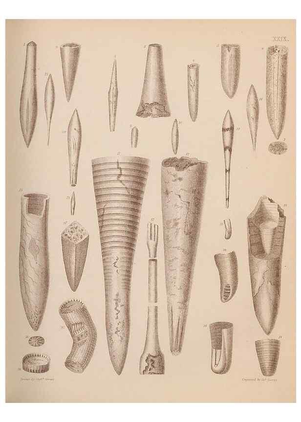 Reproducción/Reproduction 28937159637: An atlas of the fossil conchology of Great Britain and Ireland :. London :Sonnenschein,1889.. 