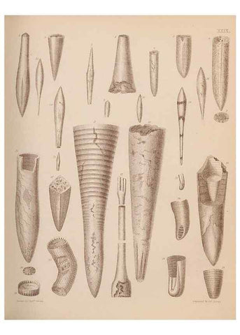 Reproducción/Reproduction 28937159637: An atlas of the fossil conchology of Great Britain and Ireland :. London :Sonnenschein,1889.. 