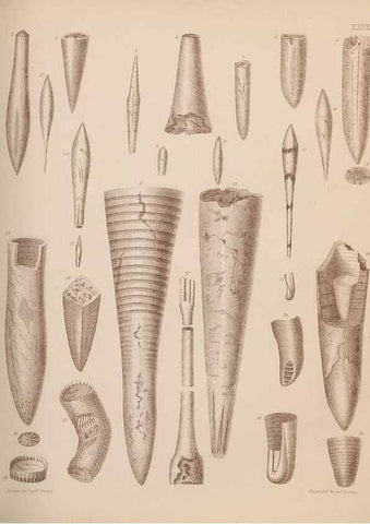 Reproducción/Reproduction 28937159637: An atlas of the fossil conchology of Great Britain and Ireland :. London :Sonnenschein,1889.. 
