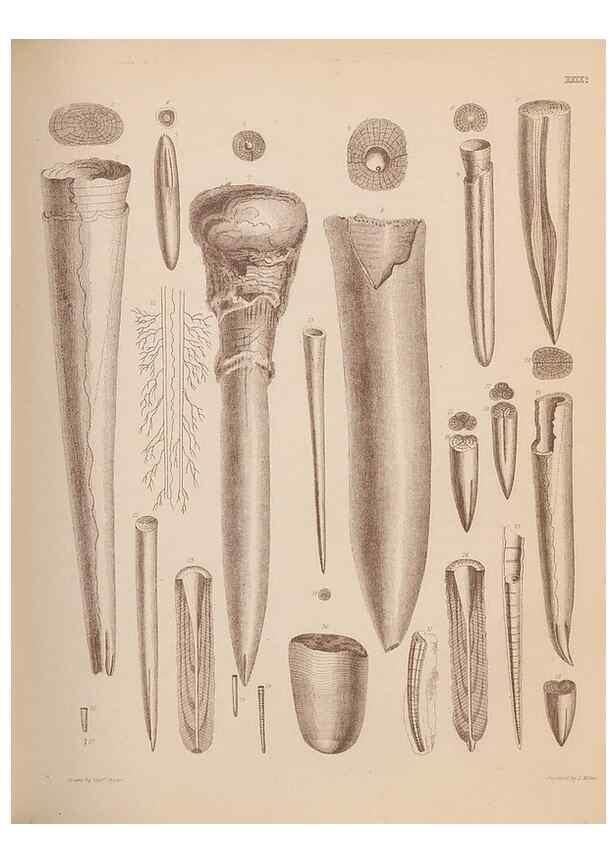 Reproducción/Reproduction 43824873022: An atlas of the fossil conchology of Great Britain and Ireland :. London :Sonnenschein,1889.. 