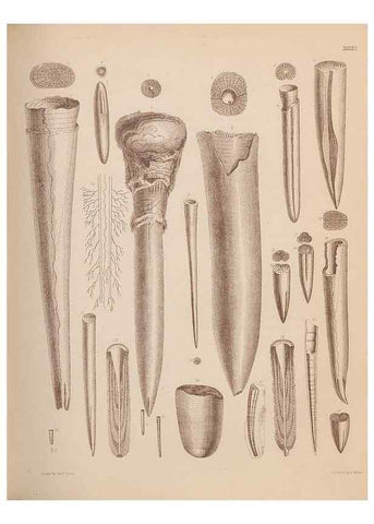 Reproducción/Reproduction 43824873022: An atlas of the fossil conchology of Great Britain and Ireland :. London :Sonnenschein,1889.. 
