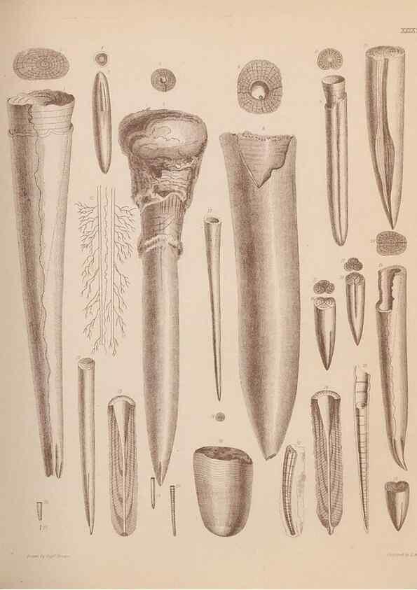Reproducción/Reproduction 43824873022: An atlas of the fossil conchology of Great Britain and Ireland :. London :Sonnenschein,1889.. 