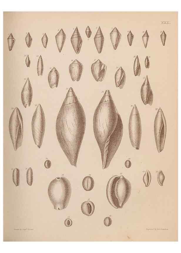 Reproducción/Reproduction 30003715748: An atlas of the fossil conchology of Great Britain and Ireland :. London :Sonnenschein,1889.. 