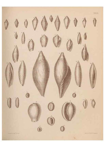 Reproducción/Reproduction 30003715748: An atlas of the fossil conchology of Great Britain and Ireland :. London :Sonnenschein,1889.. 