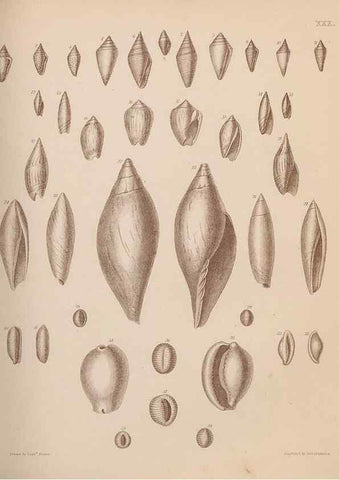 Reproducción/Reproduction 30003715748: An atlas of the fossil conchology of Great Britain and Ireland :. London :Sonnenschein,1889.. 