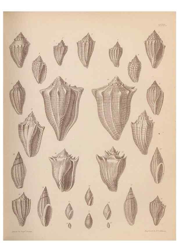 Reproducción/Reproduction 43873125531: An atlas of the fossil conchology of Great Britain and Ireland :. London :Sonnenschein,1889.. 