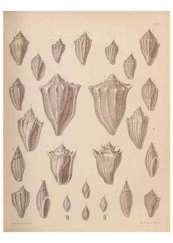Reproducción/Reproduction 43873125531: An atlas of the fossil conchology of Great Britain and Ireland :. London :Sonnenschein,1889.. 
