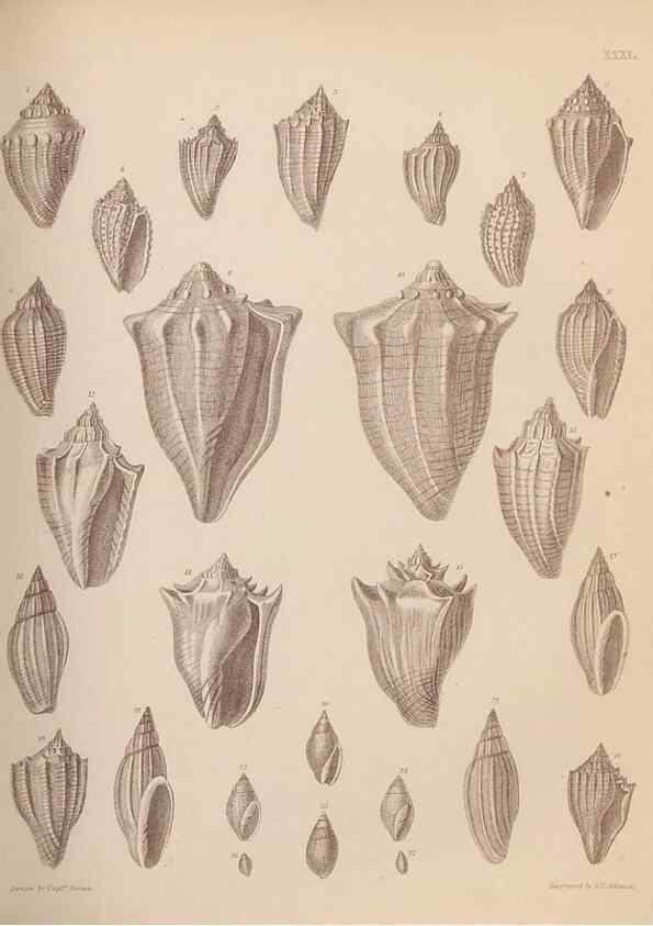 Reproducción/Reproduction 43873125531: An atlas of the fossil conchology of Great Britain and Ireland :. London :Sonnenschein,1889.. 
