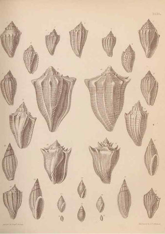 Reproducción/Reproduction 43873125531: An atlas of the fossil conchology of Great Britain and Ireland :. London :Sonnenschein,1889.. 