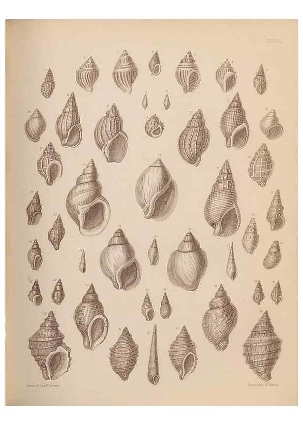 Reproducción/Reproduction 43873127181: An atlas of the fossil conchology of Great Britain and Ireland :. London :Sonnenschein,1889.. 