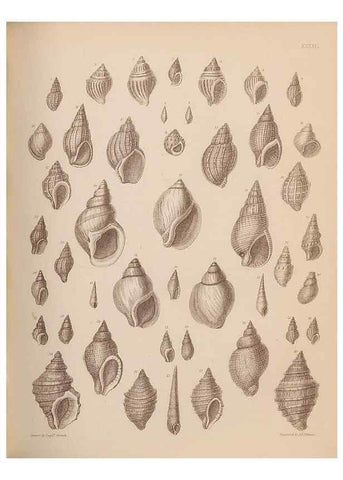 Reproducción/Reproduction 43873127181: An atlas of the fossil conchology of Great Britain and Ireland :. London :Sonnenschein,1889.. 