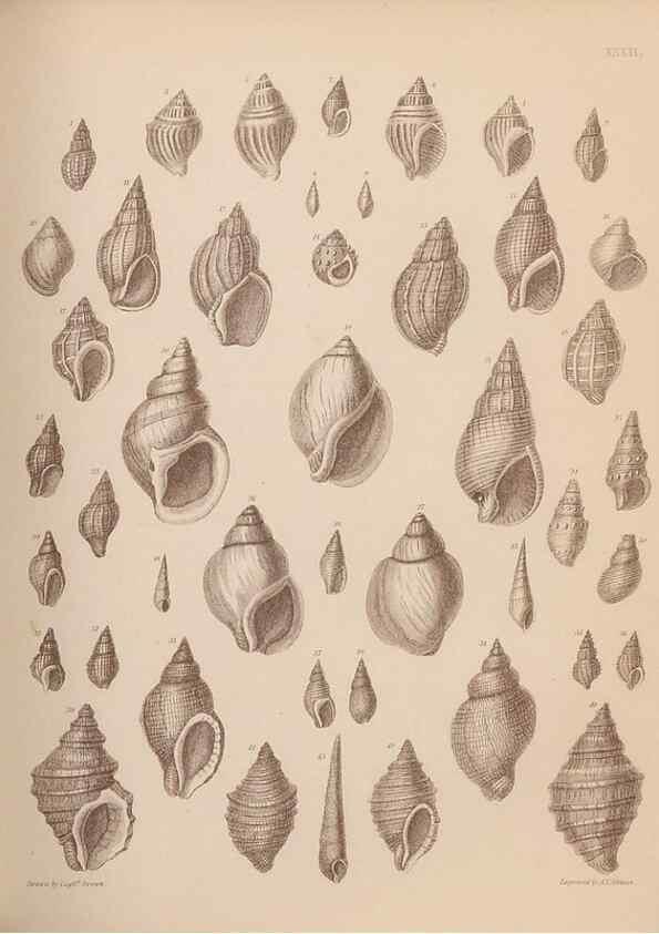 Reproducción/Reproduction 43873127181: An atlas of the fossil conchology of Great Britain and Ireland :. London :Sonnenschein,1889.. 
