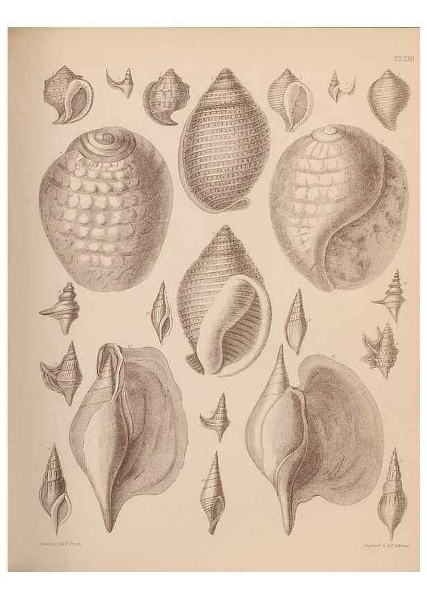 Reproducción/Reproduction 43873128801: An atlas of the fossil conchology of Great Britain and Ireland :. London :Sonnenschein,1889.. 