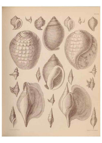 Reproducción/Reproduction 43873128801: An atlas of the fossil conchology of Great Britain and Ireland :. London :Sonnenschein,1889.. 