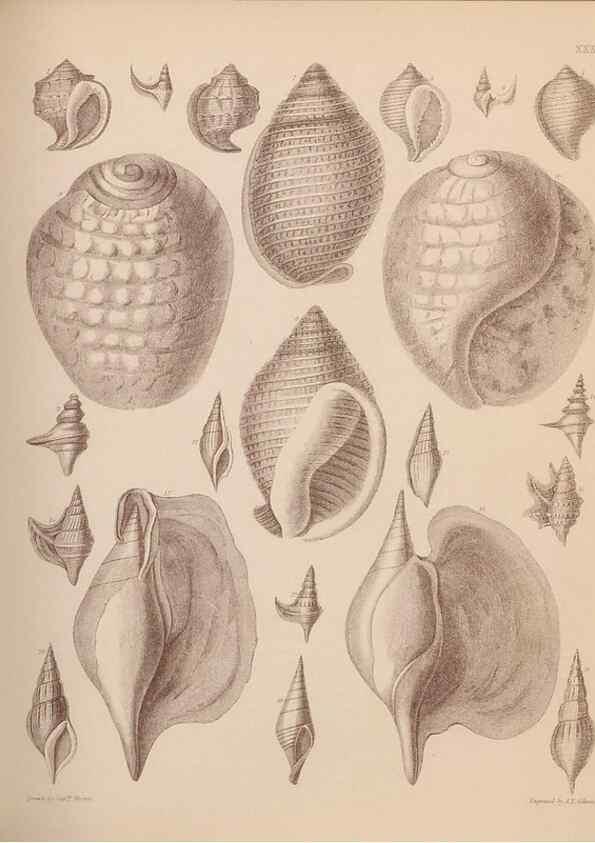 Reproducción/Reproduction 43873128801: An atlas of the fossil conchology of Great Britain and Ireland :. London :Sonnenschein,1889.. 