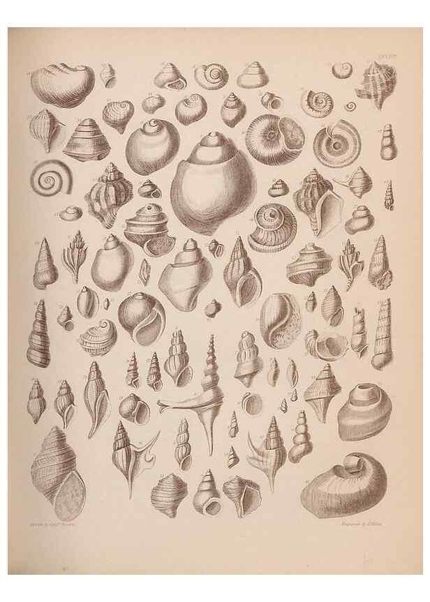 Reproducción/Reproduction 43873130581: An atlas of the fossil conchology of Great Britain and Ireland :. London :Sonnenschein,1889.. 