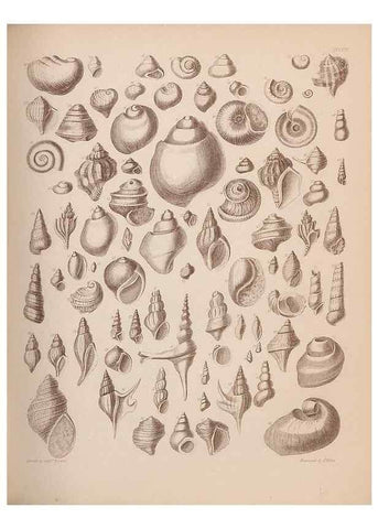 Reproducción/Reproduction 43873130581: An atlas of the fossil conchology of Great Britain and Ireland :. London :Sonnenschein,1889.. 