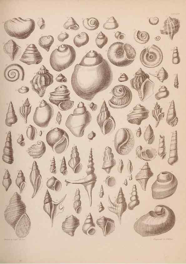 Reproducción/Reproduction 43873130581: An atlas of the fossil conchology of Great Britain and Ireland :. London :Sonnenschein,1889.. 