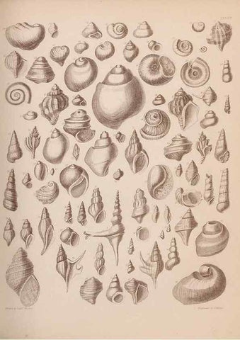 Reproducción/Reproduction 43873130581: An atlas of the fossil conchology of Great Britain and Ireland :. London :Sonnenschein,1889.. 