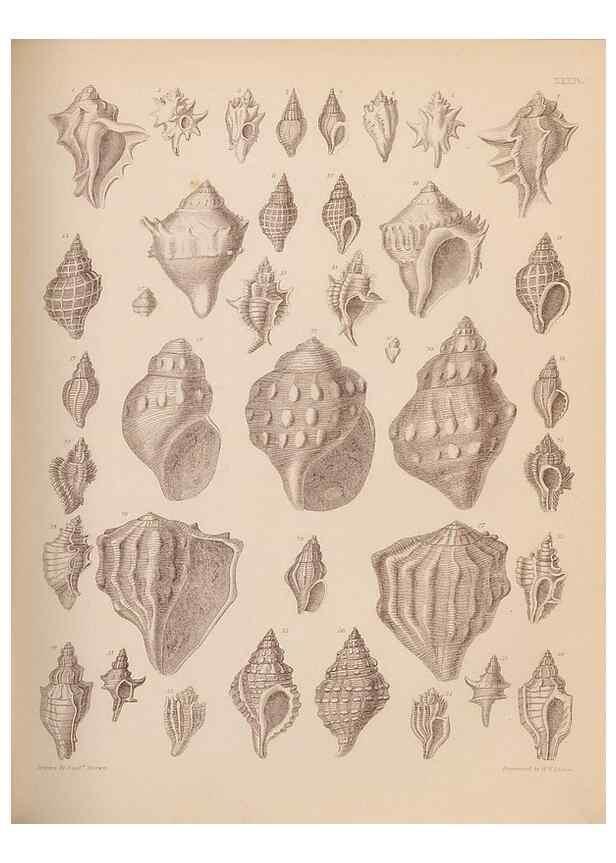 Reproducción/Reproduction 28937170887: An atlas of the fossil conchology of Great Britain and Ireland :. London :Sonnenschein,1889.. 