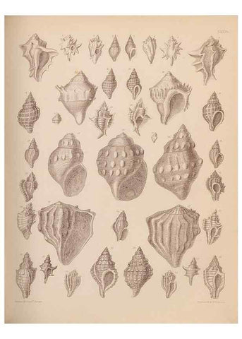 Reproducción/Reproduction 28937170887: An atlas of the fossil conchology of Great Britain and Ireland :. London :Sonnenschein,1889.. 