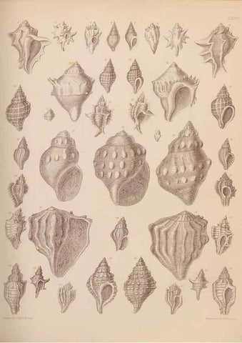 Reproducción/Reproduction 28937170887: An atlas of the fossil conchology of Great Britain and Ireland :. London :Sonnenschein,1889.. 