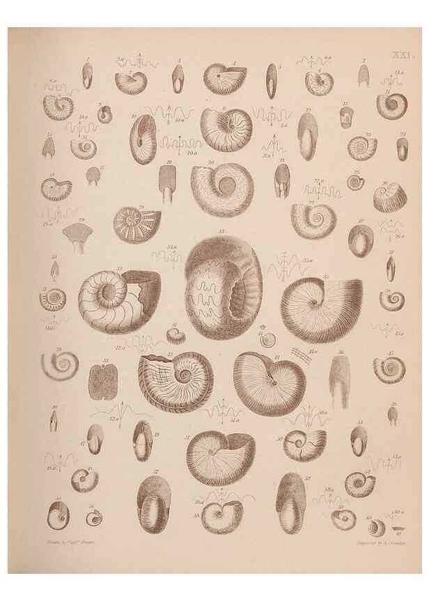 Reproducción/Reproduction 43824860342: An atlas of the fossil conchology of Great Britain and Ireland :. London :Sonnenschein,1889.. 