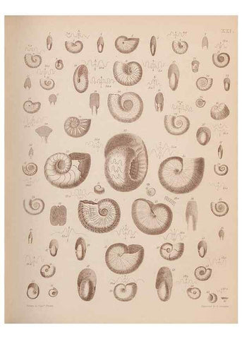 Reproducción/Reproduction 43824860342: An atlas of the fossil conchology of Great Britain and Ireland :. London :Sonnenschein,1889.. 