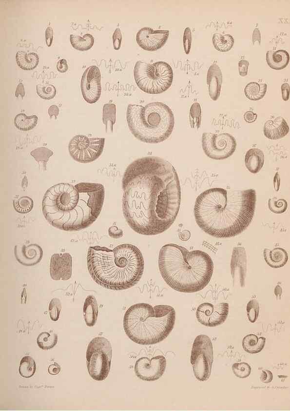 Reproducción/Reproduction 43824860342: An atlas of the fossil conchology of Great Britain and Ireland :. London :Sonnenschein,1889.. 