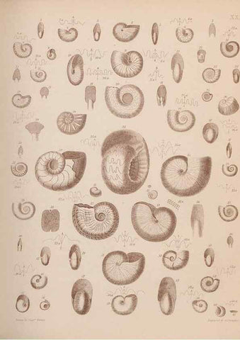 Reproducción/Reproduction 43824860342: An atlas of the fossil conchology of Great Britain and Ireland :. London :Sonnenschein,1889.. 