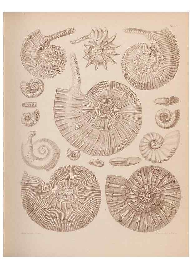 Reproducción/Reproduction 42969152515: An atlas of the fossil conchology of Great Britain and Ireland :. London :Sonnenschein,1889.. 