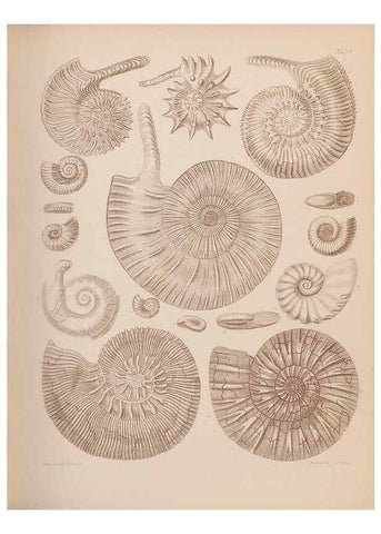 Reproducción/Reproduction 42969152515: An atlas of the fossil conchology of Great Britain and Ireland :. London :Sonnenschein,1889.. 
