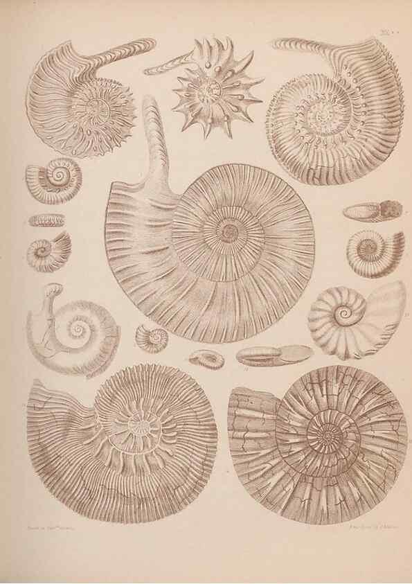 Reproducción/Reproduction 42969152515: An atlas of the fossil conchology of Great Britain and Ireland :. London :Sonnenschein,1889.. 
