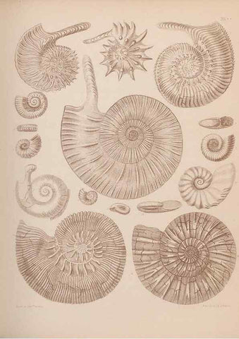 Reproducción/Reproduction 42969152515: An atlas of the fossil conchology of Great Britain and Ireland :. London :Sonnenschein,1889.. 